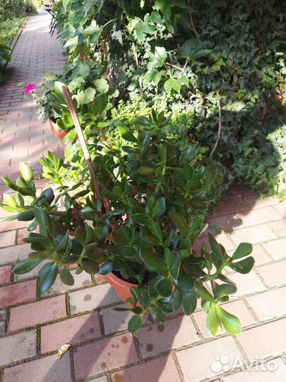 Крассула толстянка