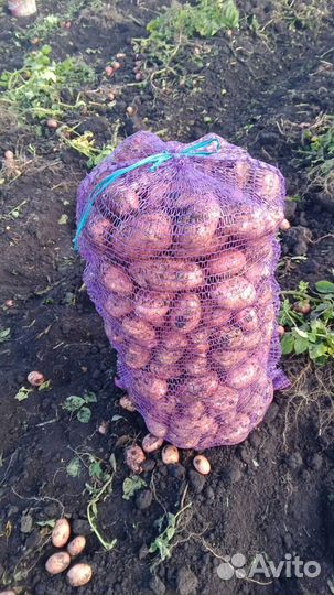 Картофель на зиму