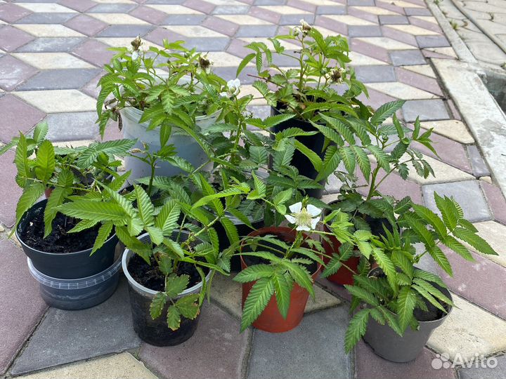 Тибетская малина (саженцы )