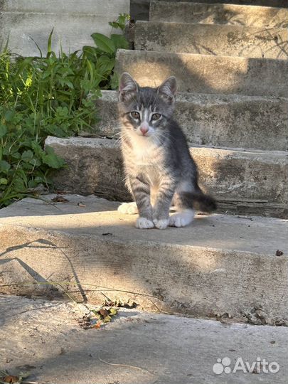 Котята в добрые руки мальчики