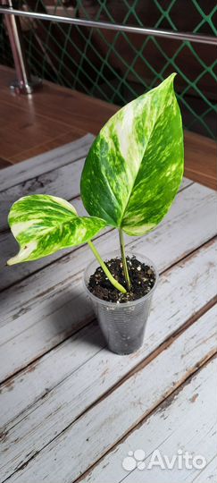 Комнатные растения. Эпипремнум,сциндапсус,монстера