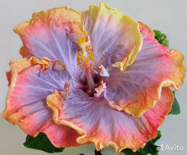 Гибискус Creole Lady