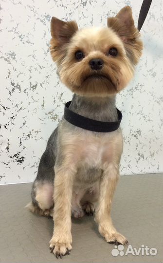 Стрижка собак, грумер Иркутск