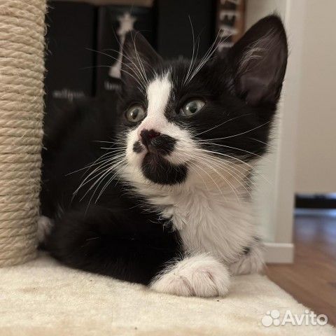 Кошка кот котята с необычным окрасом в добрые руки