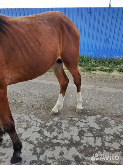 Конь Жеребец Лошадь