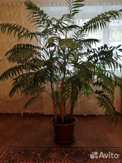Пальма хамедорея