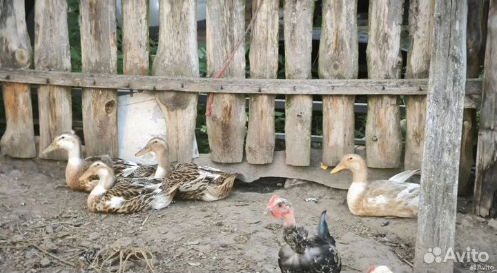 Утки башкиры