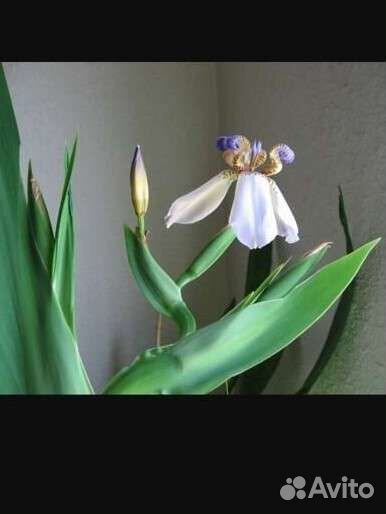 Неомарика (шагающий ирис)