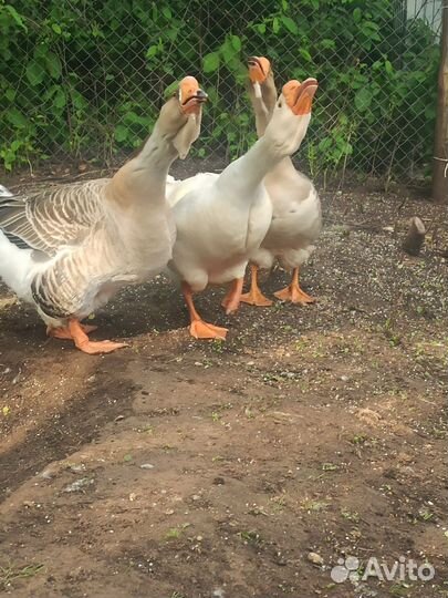 Холмогорские гуси