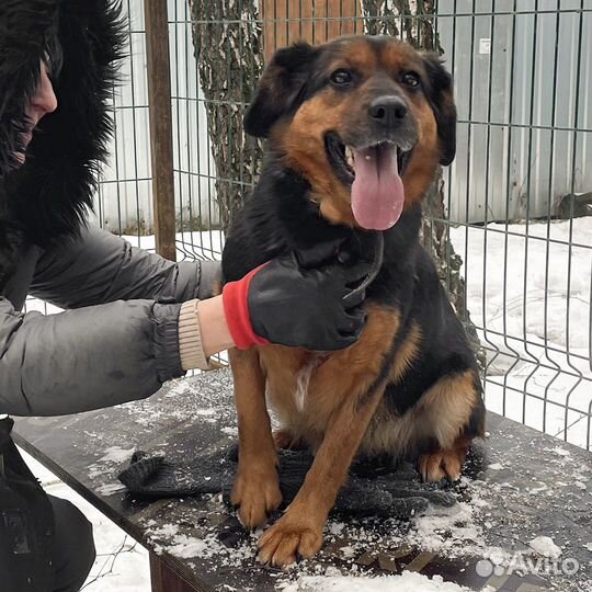 Собака в добрые руки