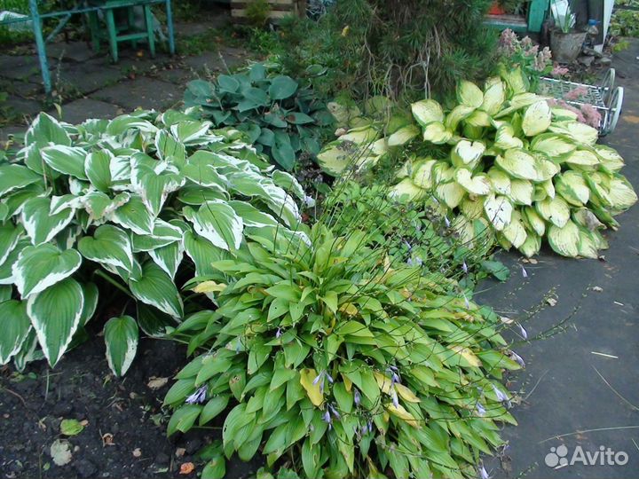 Садовые цветы и растения