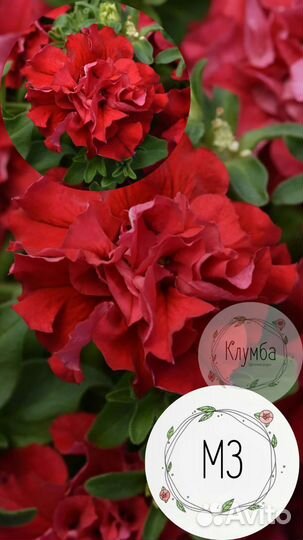 Кустовая Петуния