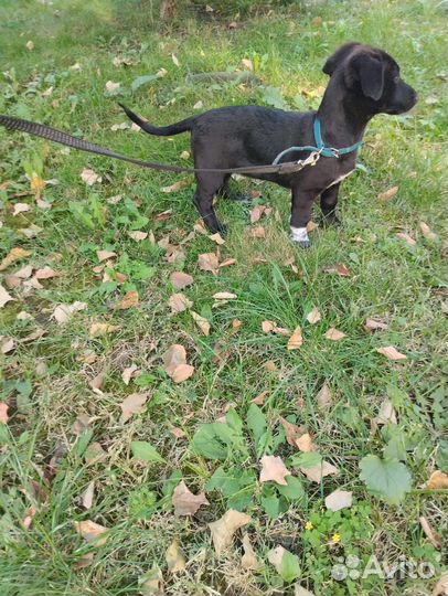 Щенок в добрые руки