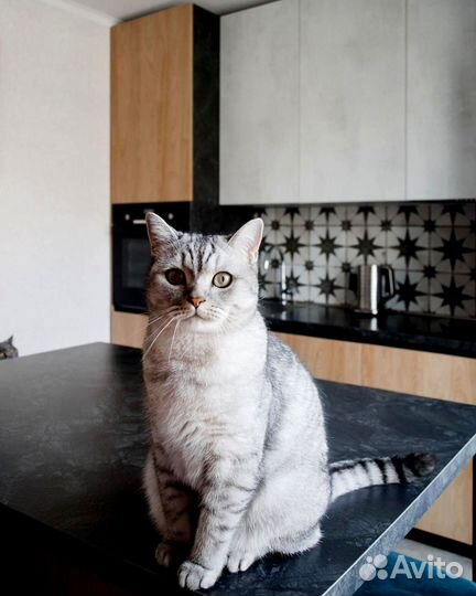 Кухня Собственное производство