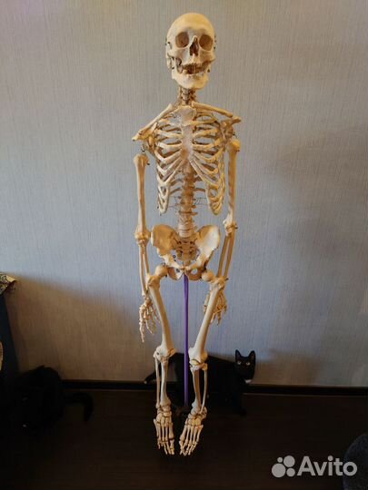 Модель скелета человека