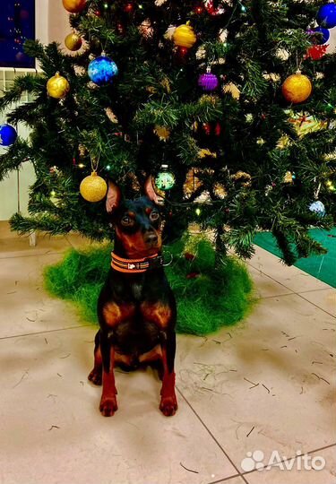 Вязка Цвергпинчер