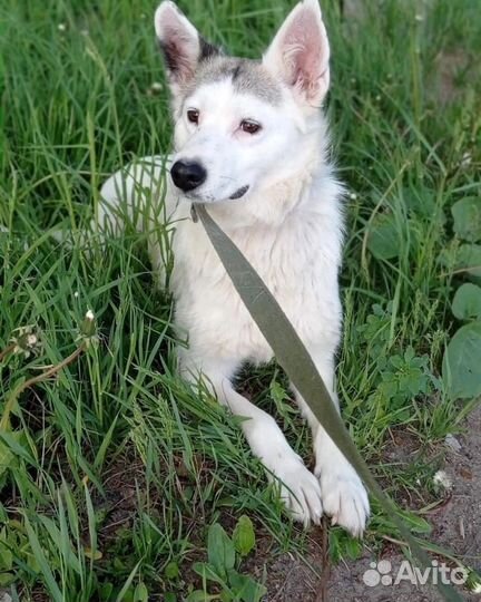 Отдам собаку в добрые руки