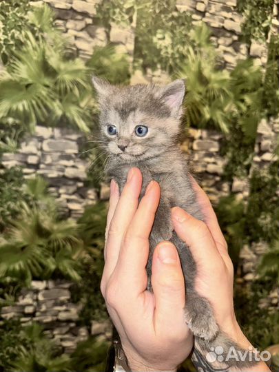 Шотландские котята