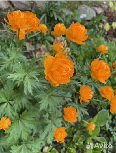 Хосты и др многолетние 2 часть