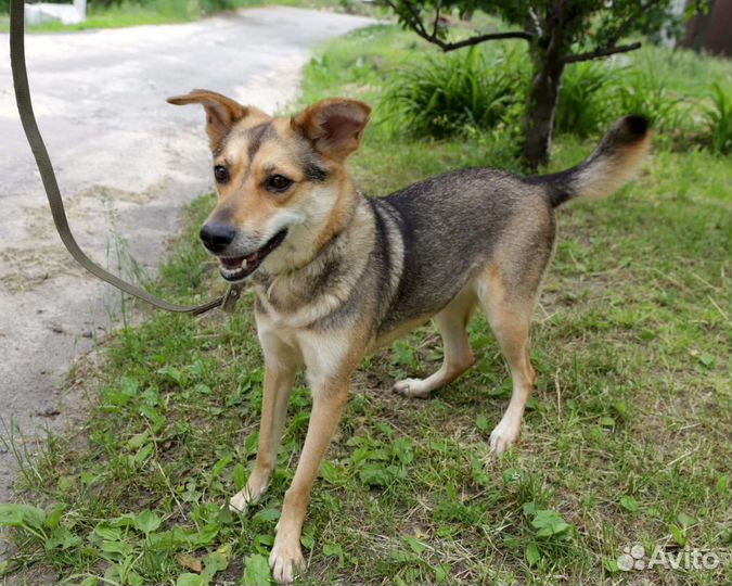 Собака в добрые руки отдам бесплатно