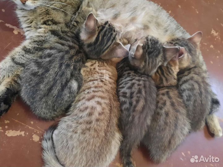Бенгальские котята