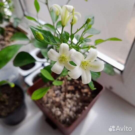 Комнатные растения / Цитрусовые