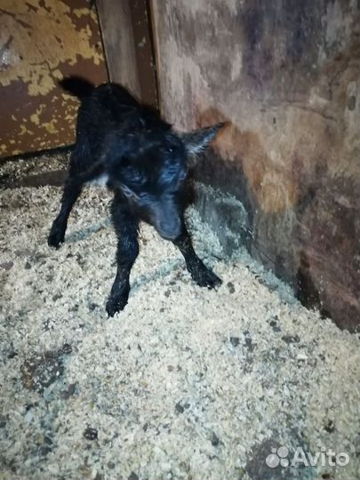 Чешские козлята