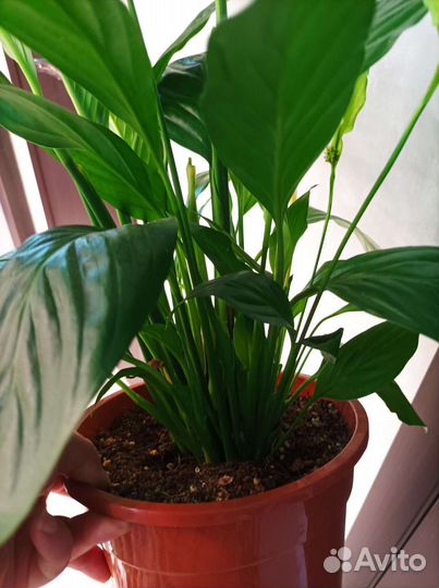 Спатифиллум