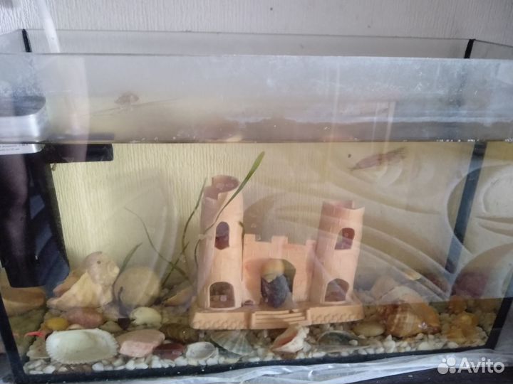 2 аквариума с рыбками