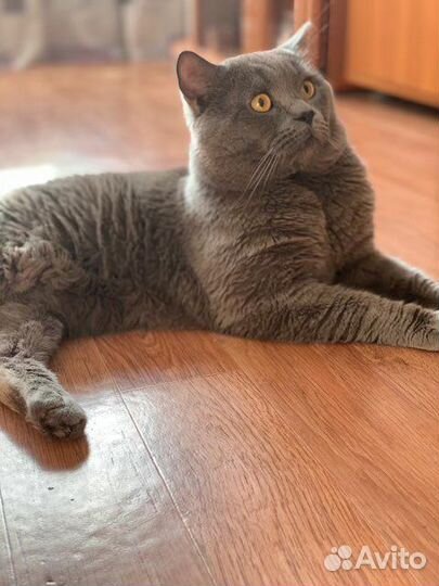 Британская