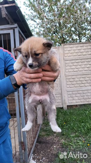 Собака акита ину щенки