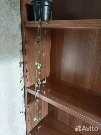 Церопегия вуда