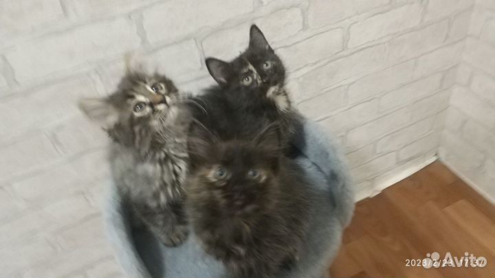 Продать котя