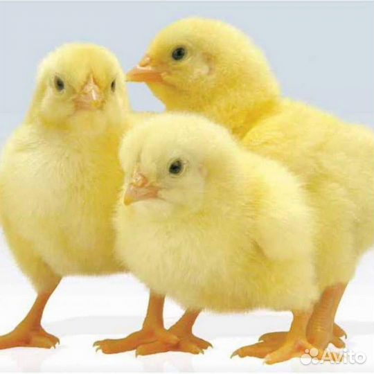 Цена реальная Бройлеры, Утята, гусята, курочки