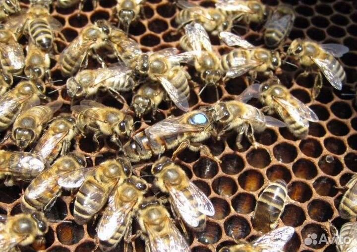 Ио Карника 2023г