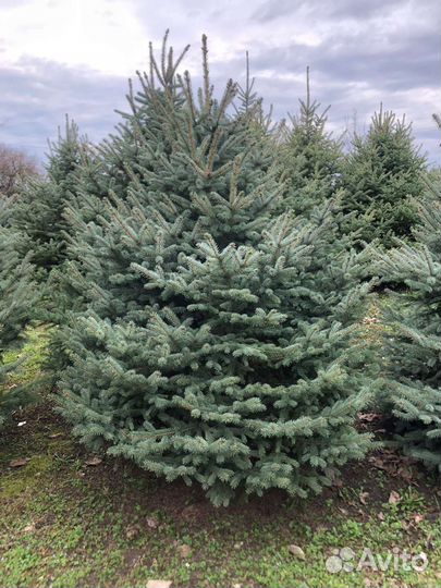 Ель голубая крупномер Предзаказ