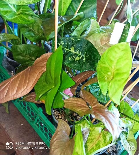 Сортовые сингониумы