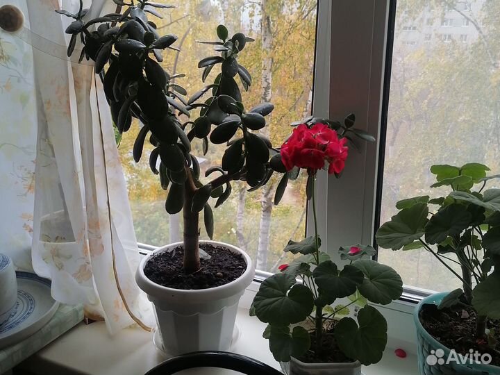 Толстянка, денежное дерево