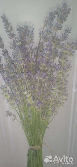Букет лаванды
