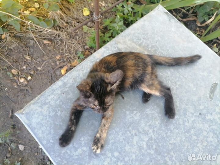 Отдам в дар кошку