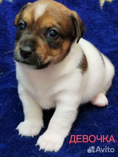 Джек рассел терьер