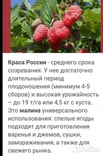 Саженцы малина гордость россии