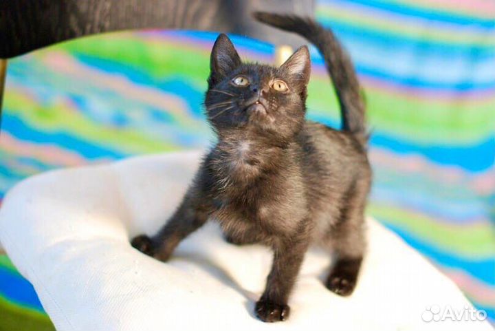 Луна - малышка ищет маму и папу