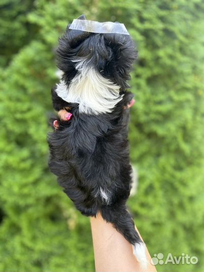 Бивер мальчик