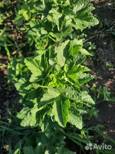 Красная смородина