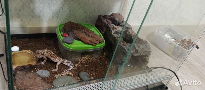 Геккон эублефар