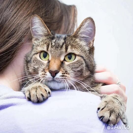 Ласковая кошечка Чуня