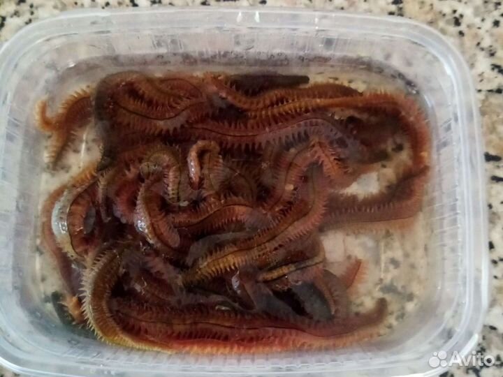 Червь морской