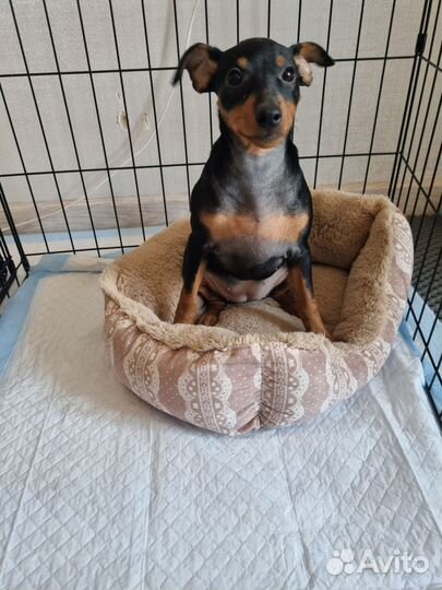 Цвергпинчер