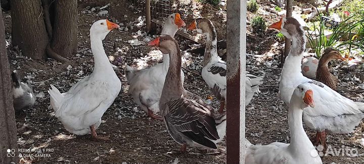 Гусыни благоварский Холмогор на племя